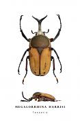 megalorrhina harrisi